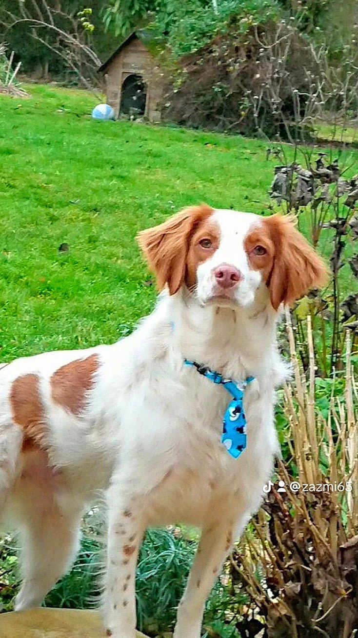 Guidmo a rejoint le concours — aidez-le/la à gagner de superbes lots ! dog, animal, pet, tie, garden, grass, doghouse, ball, outdoor, brown_and_white, canine, fur, ears, snout, collar, plants, shrubbery, standing, looking, nature