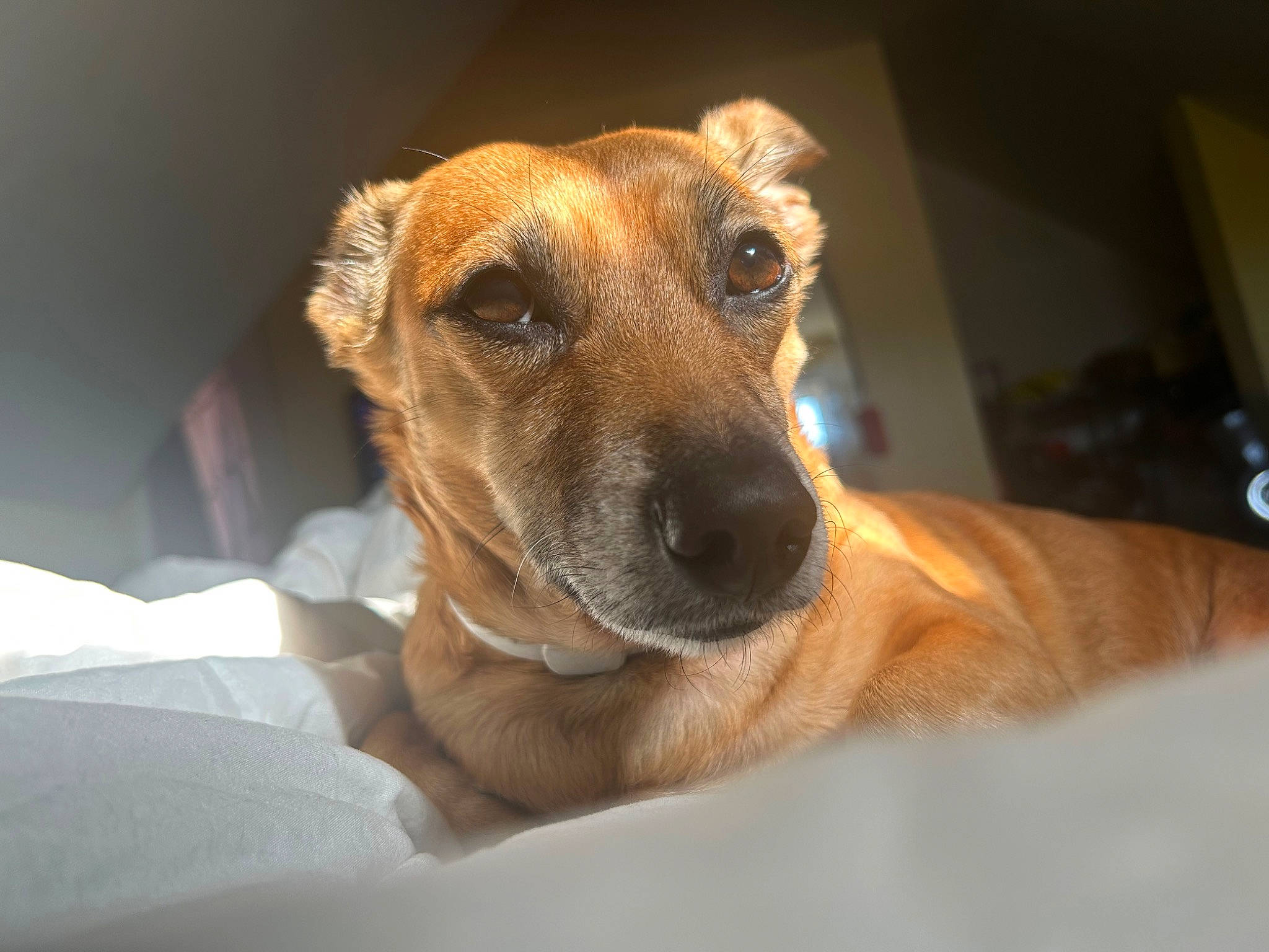 Oscar is registered to the contest to win money with this photo: canidae, carnivore, collar, companion_dog, dog, dog_breed, ear, eye, fawn, fur, great_dane, pet_supply, snout, sporting_group, terrestrial_animal, whiskers, working_animal, working_dog