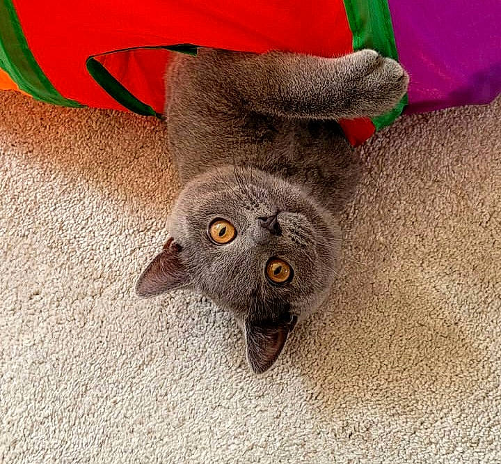 Bruce is registered to the contest to win money with this photo: carnivore, cat, costume_hat, dog_breed, domestic_short_haired_cat, fashion_accessory, fawn, felidae, flooring, foot, fur, grey, paw, small_to_medium_sized_cats, snout, stuffed_toy, tail, whiskers, wood, working_animal