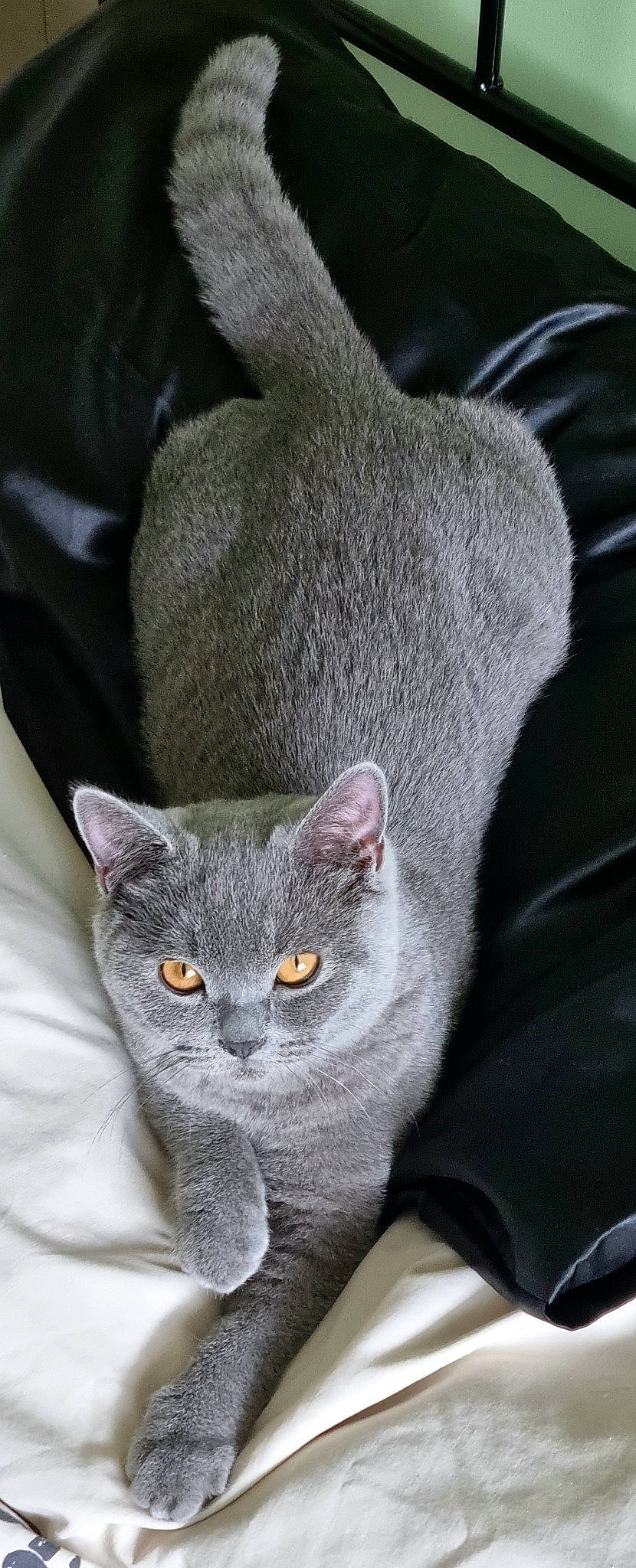 Bruce is registered to the contest to win money with this photo: carnivore, cat, domestic_short_haired_cat, ear, eye, felidae, fur, grey, russian_blue, small_to_medium_sized_cats, snout, tail, whiskers, window