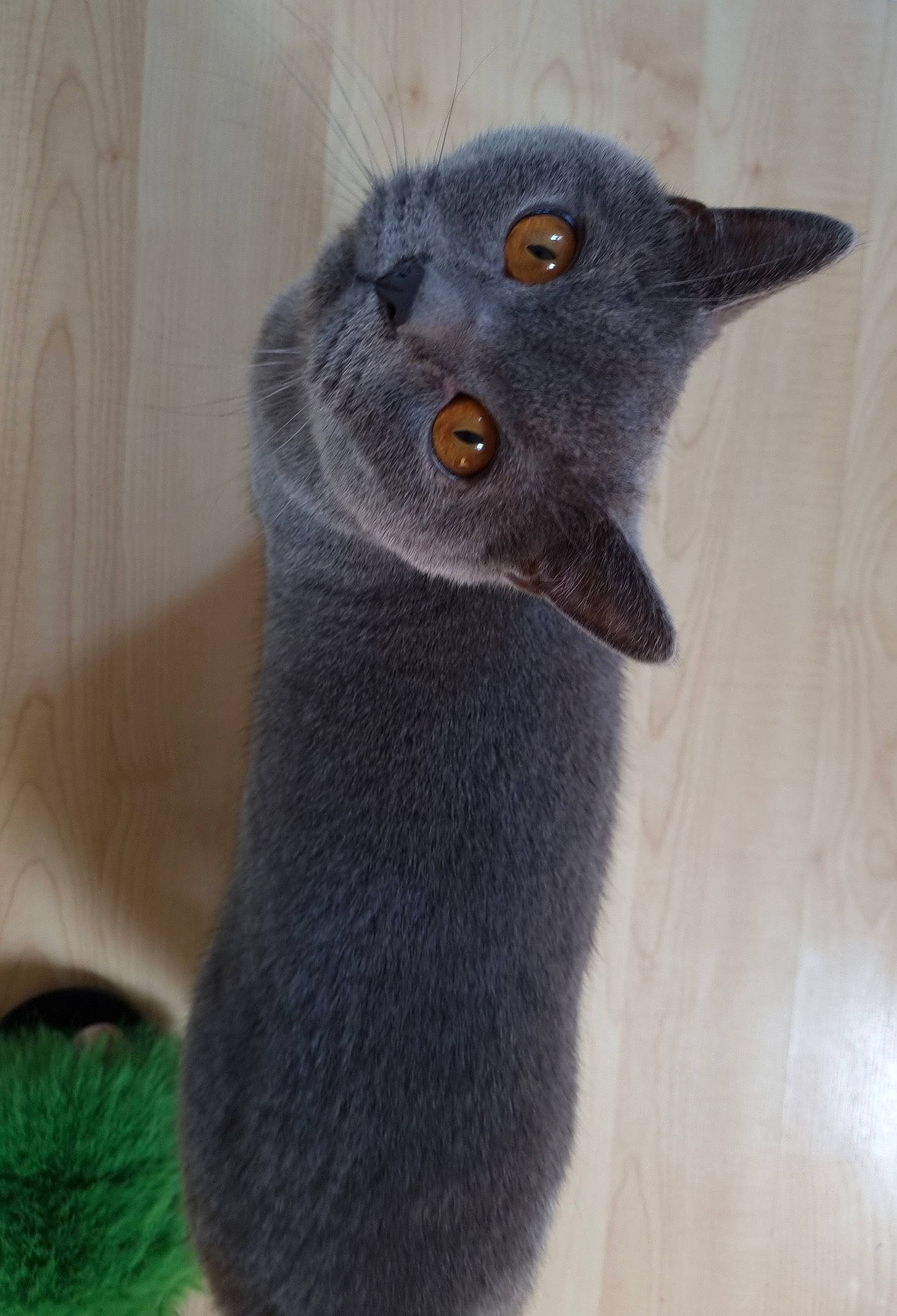 Brucey is registered to the contest to win money with this photo: carnivore, cat, felidae, fur, grey, russian_blue, small_to_medium_sized_cats, snout, terrestrial_animal, whiskers, window