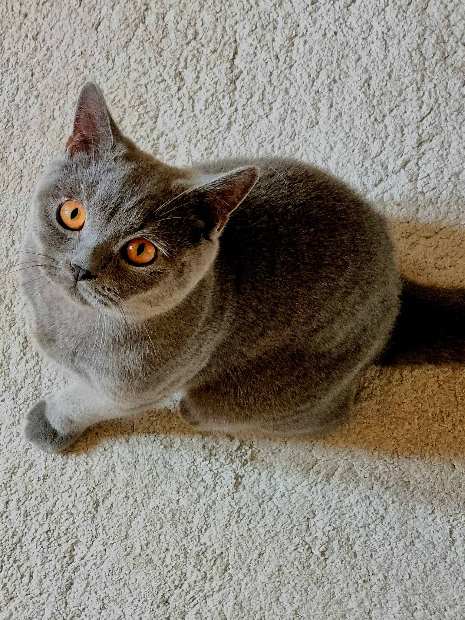 Brucey is registered to the contest to win money with this photo: carnivore, cat, domestic_short_haired_cat, felidae, fur, grey, photo_caption, russian_blue, small_to_medium_sized_cats, snout, terrestrial_animal, whiskers, wood