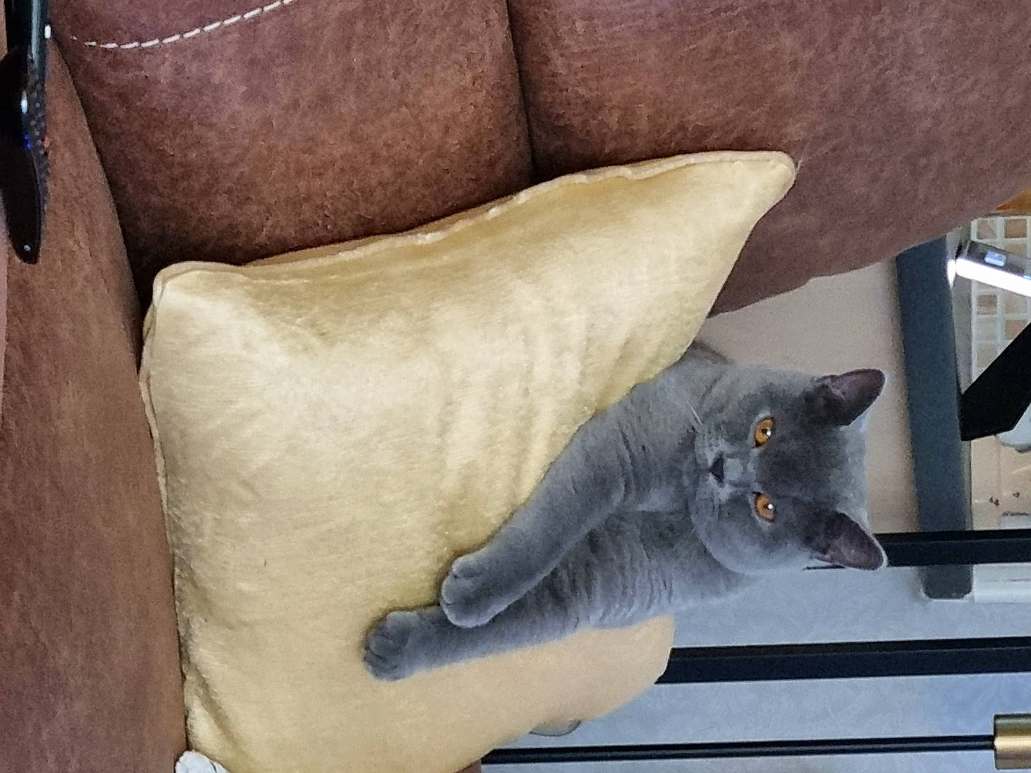 Brucey is registered to the contest to win money with this photo: armrest, carnivore, cat, chair, comfort, couch, domestic_short_haired_cat, felidae, flooring, fur, gesture, grey, human_leg, pillow, russian_blue, small_to_medium_sized_cats, tail, throw_pillow, whiskers, wood