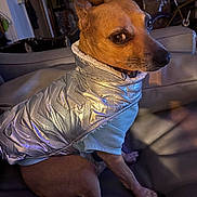 Heffie is registered to the contest to win money with this photo: dog, jacket, clothing, couch, leather, indoor, pet, side_eye, brown_dog, small_dog, furniture, bicycle, coat, sitting, looking_back, animal, domestic_animal, warm_clothing, canine, household