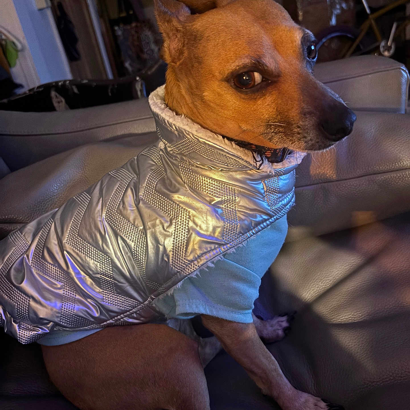 Heffie is registered to the contest to win money with this photo: animal, bicycle, brown_dog, canine, clothing, coat, couch, dog, domestic_animal, furniture, household, indoor, jacket, leather, looking_back, pet, side_eye, sitting, small_dog, warm_clothing