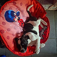Atika a rejoint le concours — aidez-le/la à gagner de superbes lots ! puppy, dog, black_and_white, cushion, red, polka_dots, cartoon_character, blue_hair, mask, floor_tiles, indoor, pet, lying_down, cute, animal, playful, resting, young_dog, fabric, home