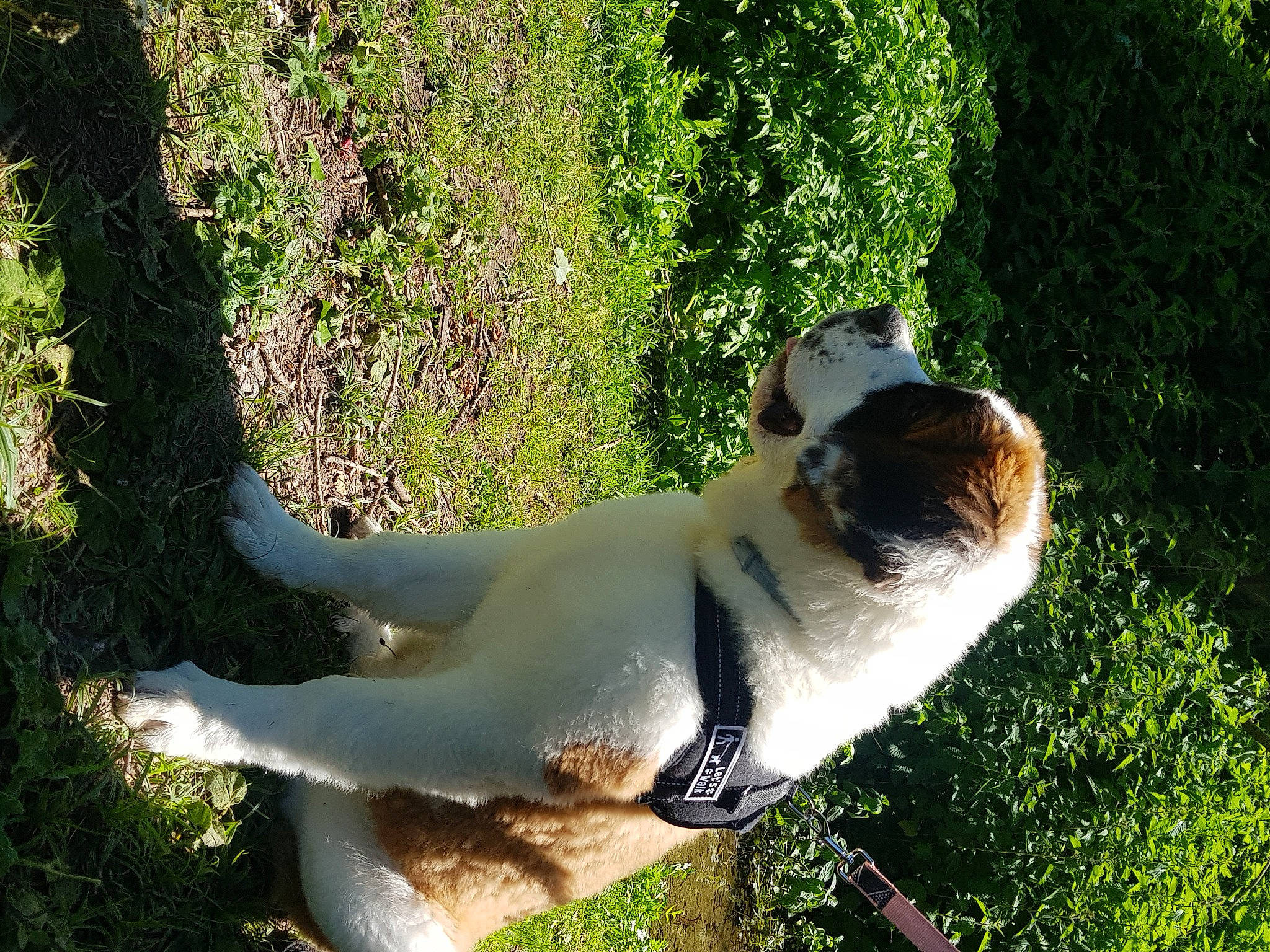 Rose a rejoint le concours — aidez-le/la à gagner de superbes lots ! canidae, carnivore, dog, dog_breed, fawn, mammal, sporting_group, tail