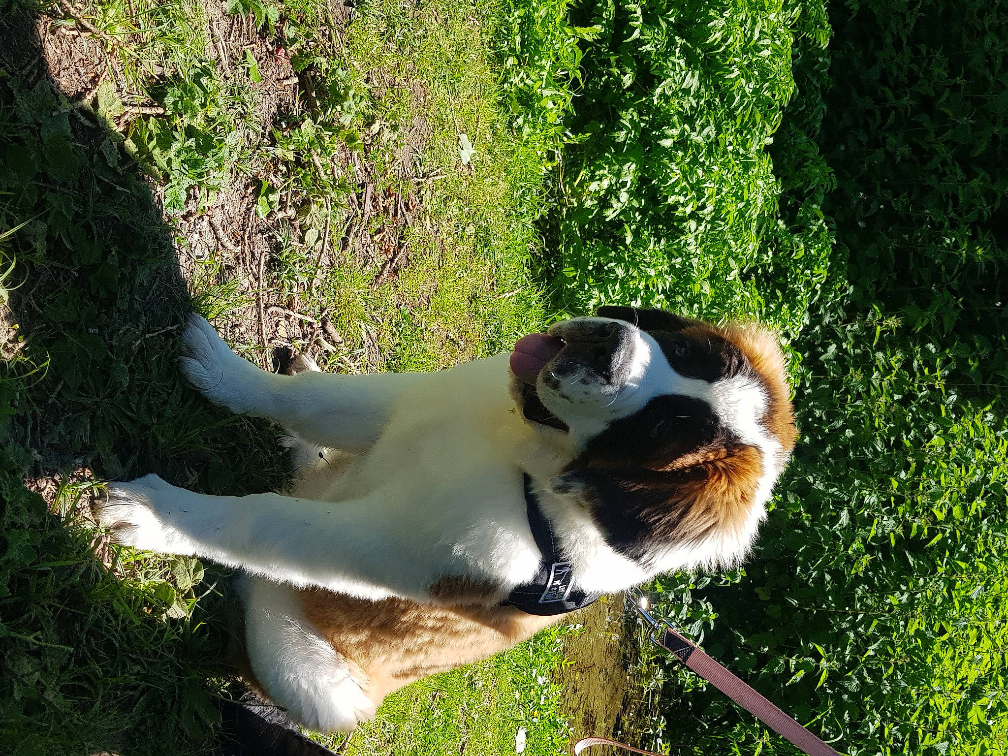 Rose participe au concours pour gagner de l'argent avec cette photo : canidae, carnivore, dog, dog_breed, fawn, grass, mammal, sporting_group, st_bernard, tail, vertebrate
