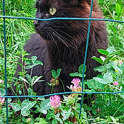 Timoun a rejoint le concours — aidez-le/la à gagner de superbes lots ! animal, backyard, blackcat, cat, dahlia, flower, garden, geranium, grass, herbal, herbs, ivy, leaf, nature, outdoors, pet, plant, soil, vegetation, yard