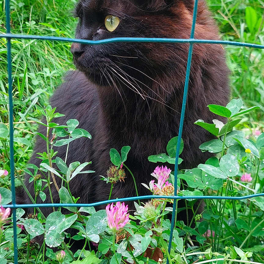 Timoun a rejoint le concours — aidez-le/la à gagner de superbes lots ! animal, backyard, blackcat, cat, dahlia, flower, garden, geranium, grass, herbal, herbs, ivy, leaf, nature, outdoors, pet, plant, soil, vegetation, yard