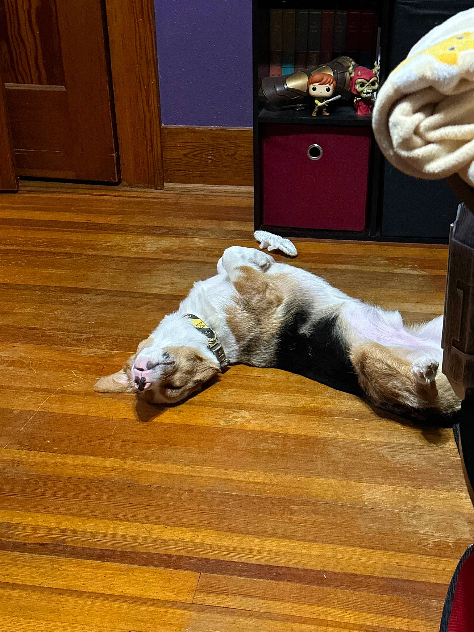 Tommy joined the competition — help win amazing prizes! cabinetry, carnivore, comfort, companion_dog, dog, dog_breed, door, felidae, floor, flooring, hardwood, laminate_flooring, room, small_to_medium_sized_cats, tail, varnish, wood, wood_flooring, wood_stain, working_animal