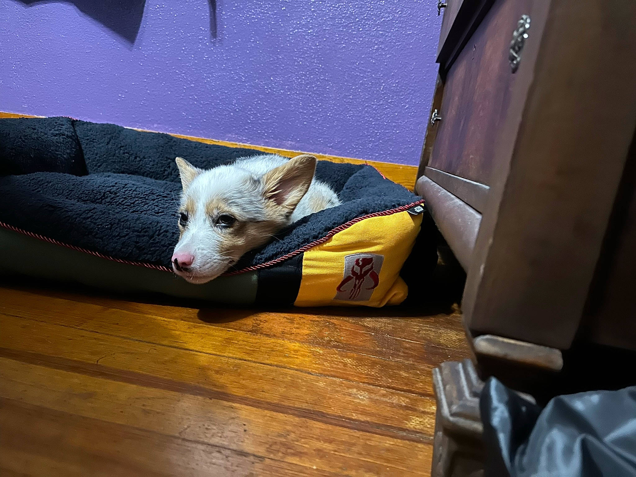 Tommy joined the competition — help win amazing prizes! bag, box, carnivore, comfort, companion_dog, couch, dog, dog_breed, fawn, felidae, flooring, hardwood, package_delivery, shipping_box, small_to_medium_sized_cats, snout, sporting_group, whiskers, wood, working_animal