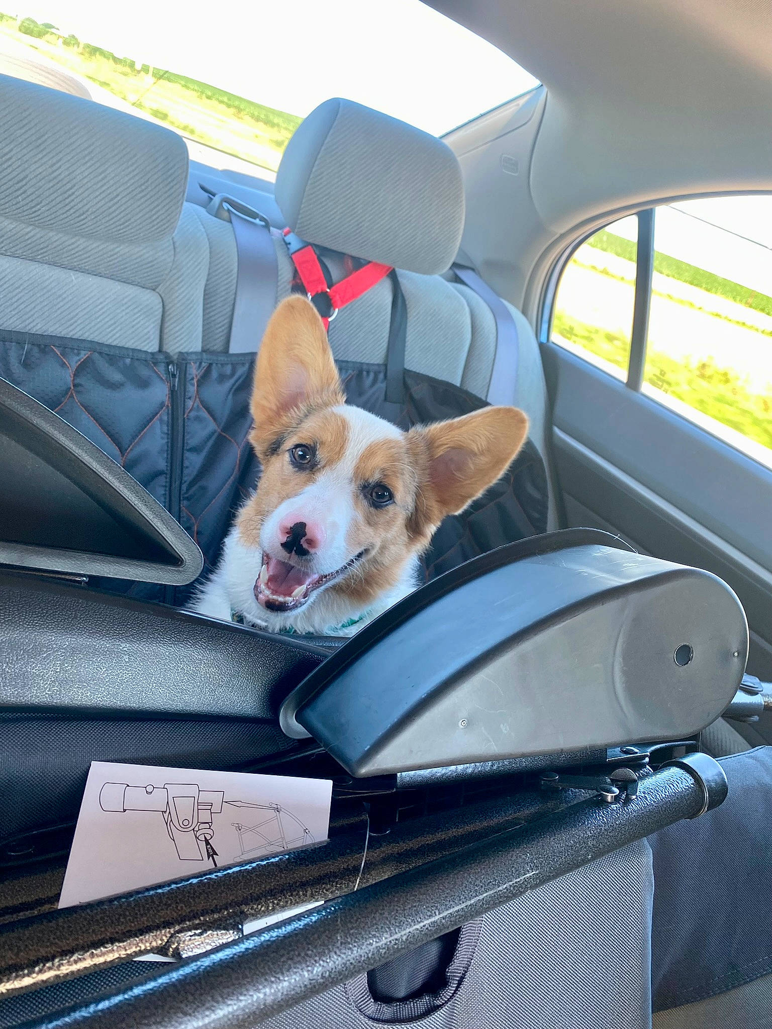 Tommy is registered to the contest to win money with this photo: automotive_design, automotive_exterior, automotive_mirror, car, car_seat, car_seat_cover, carnivore, companion_dog, dog, dog_breed, fawn, hood, motor_vehicle, personal_luxury_car, seat_belt, steering_wheel, vehicle, vehicle_door, window, windscreen_wiper