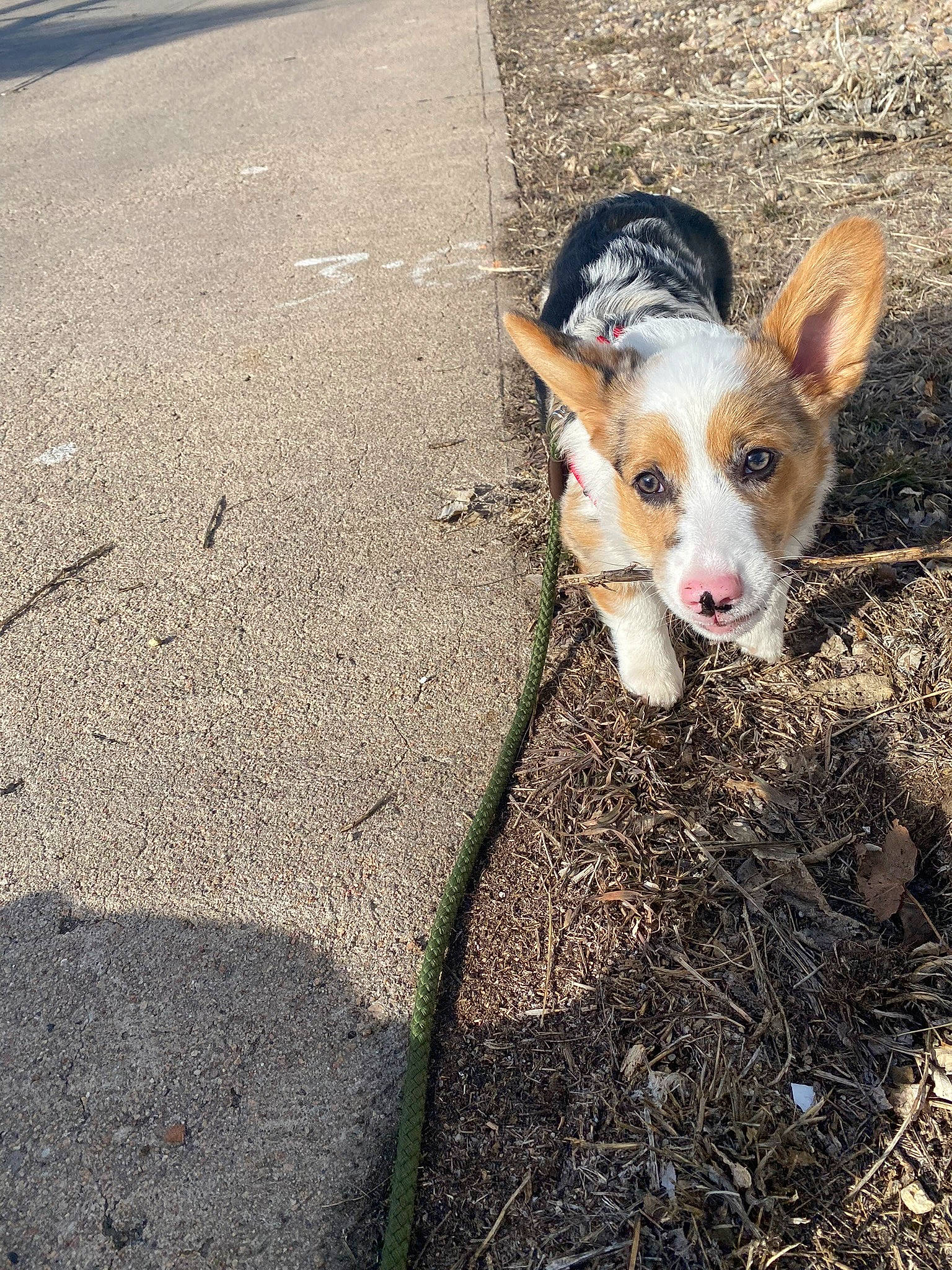 Tommy is registered to the contest to win money with this photo: asphalt, canidae, carnivore, chihuahua, companion_dog, dog, dog_breed, fawn, grass, plant, road, road_surface, snout, soil, sporting_group, tail, tar, toy_dog, whiskers, working_animal