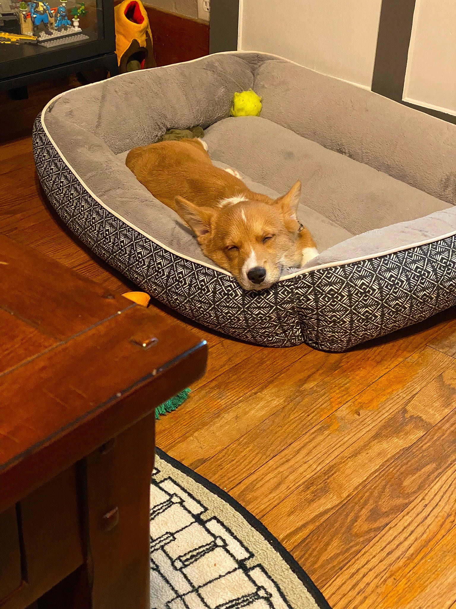 Duncan joined the competition — help win amazing prizes! cabinetry, carnivore, comfort, companion_dog, couch, dog, dog_breed, fawn, floor, flooring, furniture, hardwood, interior_design, living_room, outdoor_furniture, rectangle, studio_couch, table, wood, wood_stain