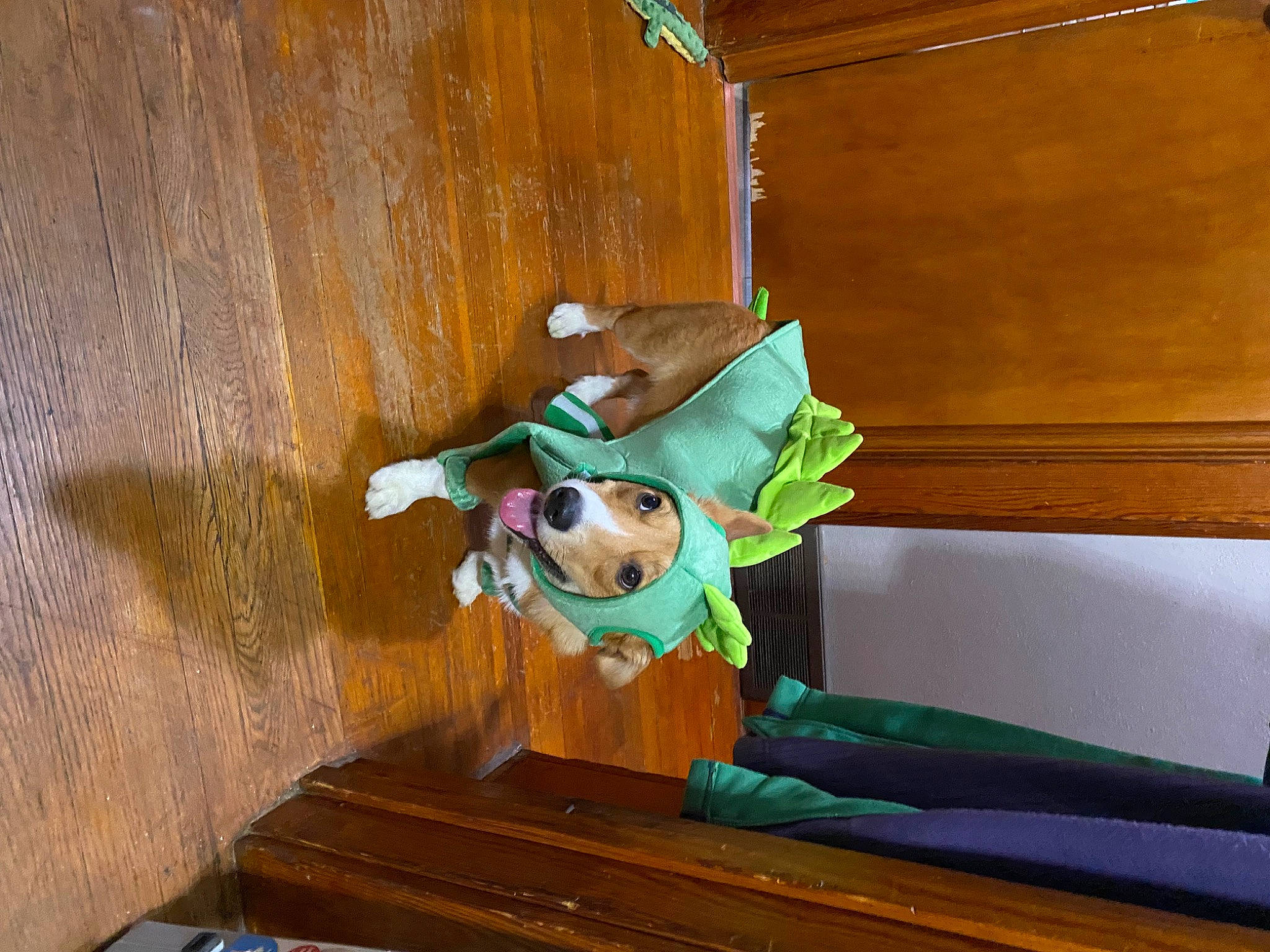 Duncan joined the competition — help win amazing prizes! animation, art, canidae, carnivore, companion_dog, dog, dog_breed, dog_supply, eyewear, fawn, fictional_character, flooring, hardwood, room, sporting_group, stairs, sunglasses, toy, wood, working_animal