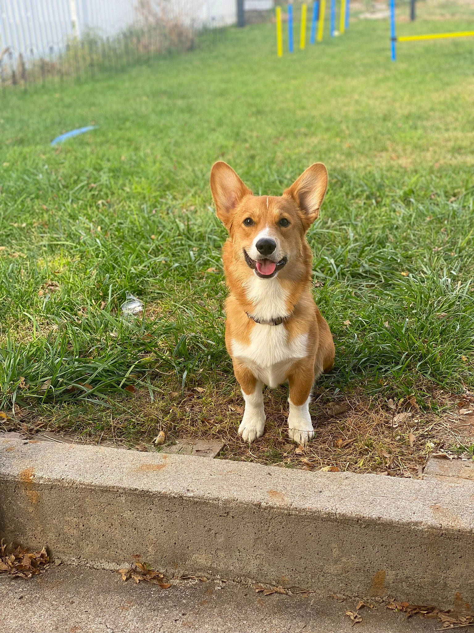 Duncan joined the competition — help win amazing prizes! canidae, carnivore, chihuahua, collar, companion_dog, dog, dog_breed, dog_collar, fawn, grass, leash, plant, road, road_surface, sidewalk, snout, sporting_group, street_dog, tail, working_animal