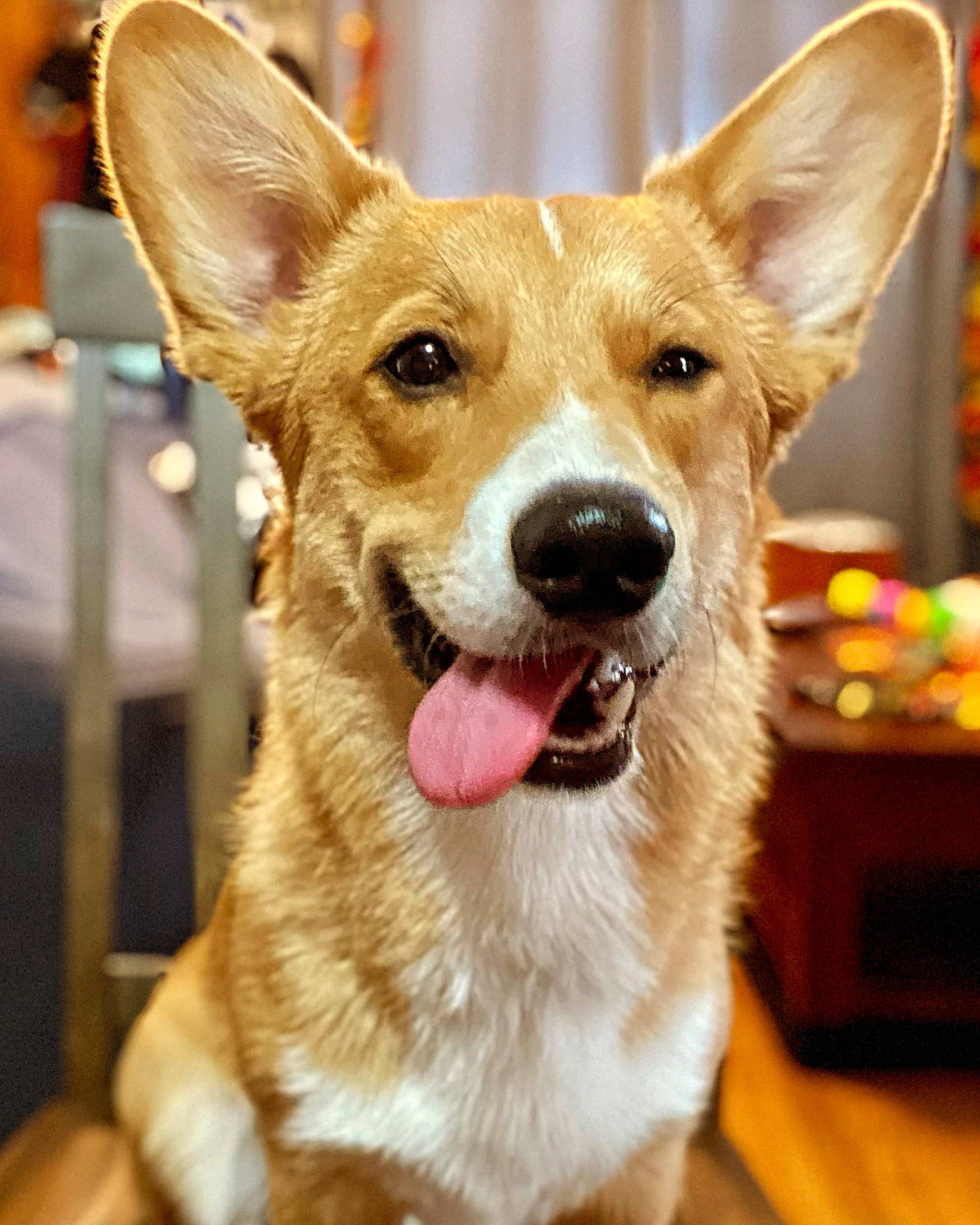 Duncan is registered to the contest to win money with this photo: canidae, carnivore, collar, companion_dog, dog, dog_breed, dog_collar, fawn, fur, herding_dog, snout, soft_drink, sporting_group, terrestrial_animal, whiskers, working_dog