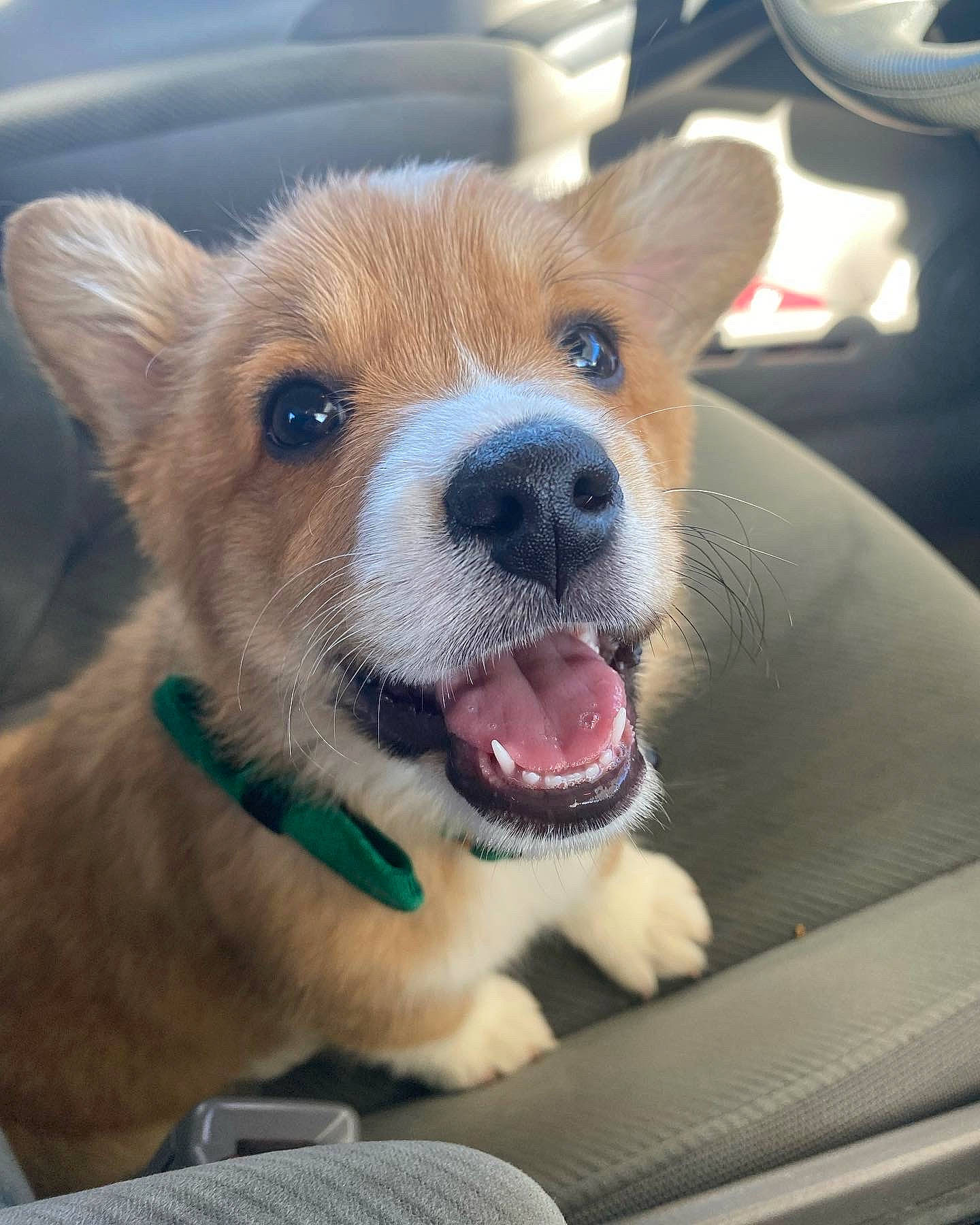 Duncan is registered to the contest to win money with this photo: ancient_dog_breeds, canidae, carnivore, collar, companion_dog, dog, dog_breed, fawn, fur, non_sporting_group, paw, selfie, snout, sporting_group, terrestrial_animal, toy_dog, whiskers, working_animal