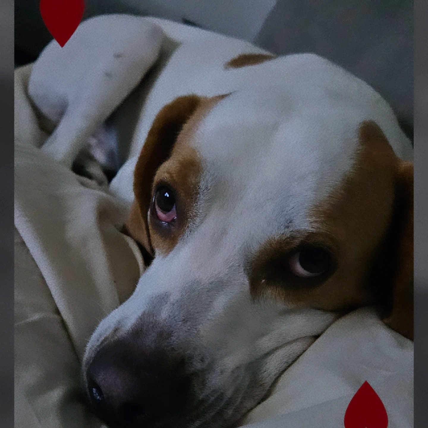 Toz participe au concours pour gagner de l'argent avec cette photo : animal, blanket, brown, canine, close_up, cozy, dog, ears, expression, face, fur, indoor, lying_down, nostrils, pet, resting, sleepy, snout, soft, white