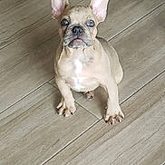 Smokey joined the competition — help win amazing prizes! dog, french_bulldog, puppy, pet, indoor, hardwood_floor, floor, sitting, big_ears, paws, looking_up, eyes, cute, brown_coat, portrait, canine, young, adorable, whiskers, short_muzzle