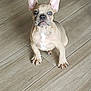 dog, french_bulldog, puppy, pet, indoor, hardwood_floor, floor, sitting, big_ears, paws, looking_up, eyes, cute, brown_coat, portrait, canine, young, adorable, whiskers, short_muzzle