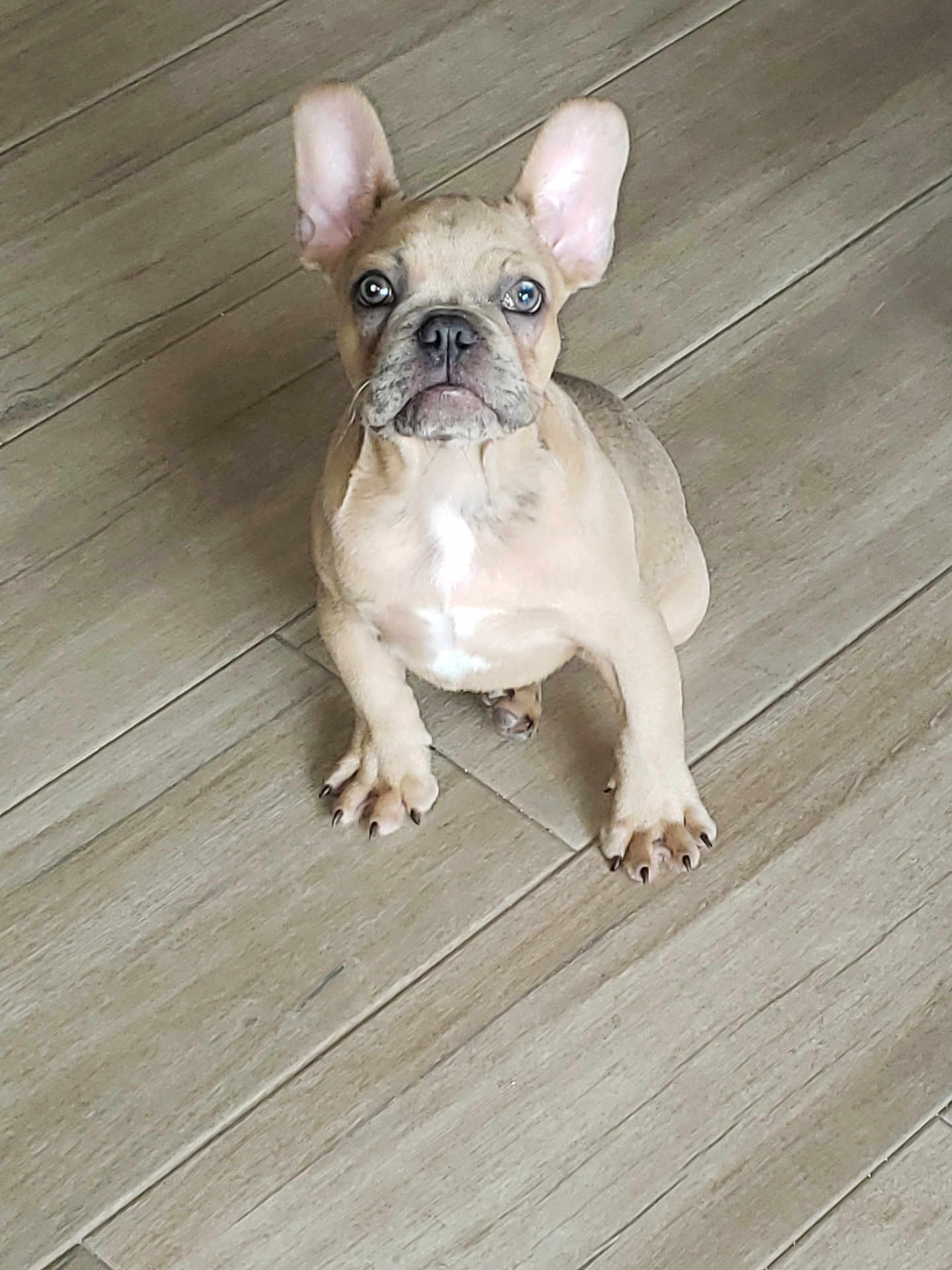 Smokey joined the competition — help win amazing prizes! dog, french_bulldog, puppy, pet, indoor, hardwood_floor, floor, sitting, big_ears, paws, looking_up, eyes, cute, brown_coat, portrait, canine, young, adorable, whiskers, short_muzzle