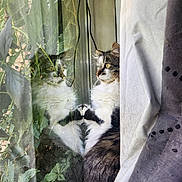 Smokey joined the competition — help win amazing prizes! cat, window, reflection, plant, leaf, fur, curtain, indoor, pet, animal, whiskers, nature, greenery, looking, side_view, domestic, cozy, sunlight, fluffy, still
