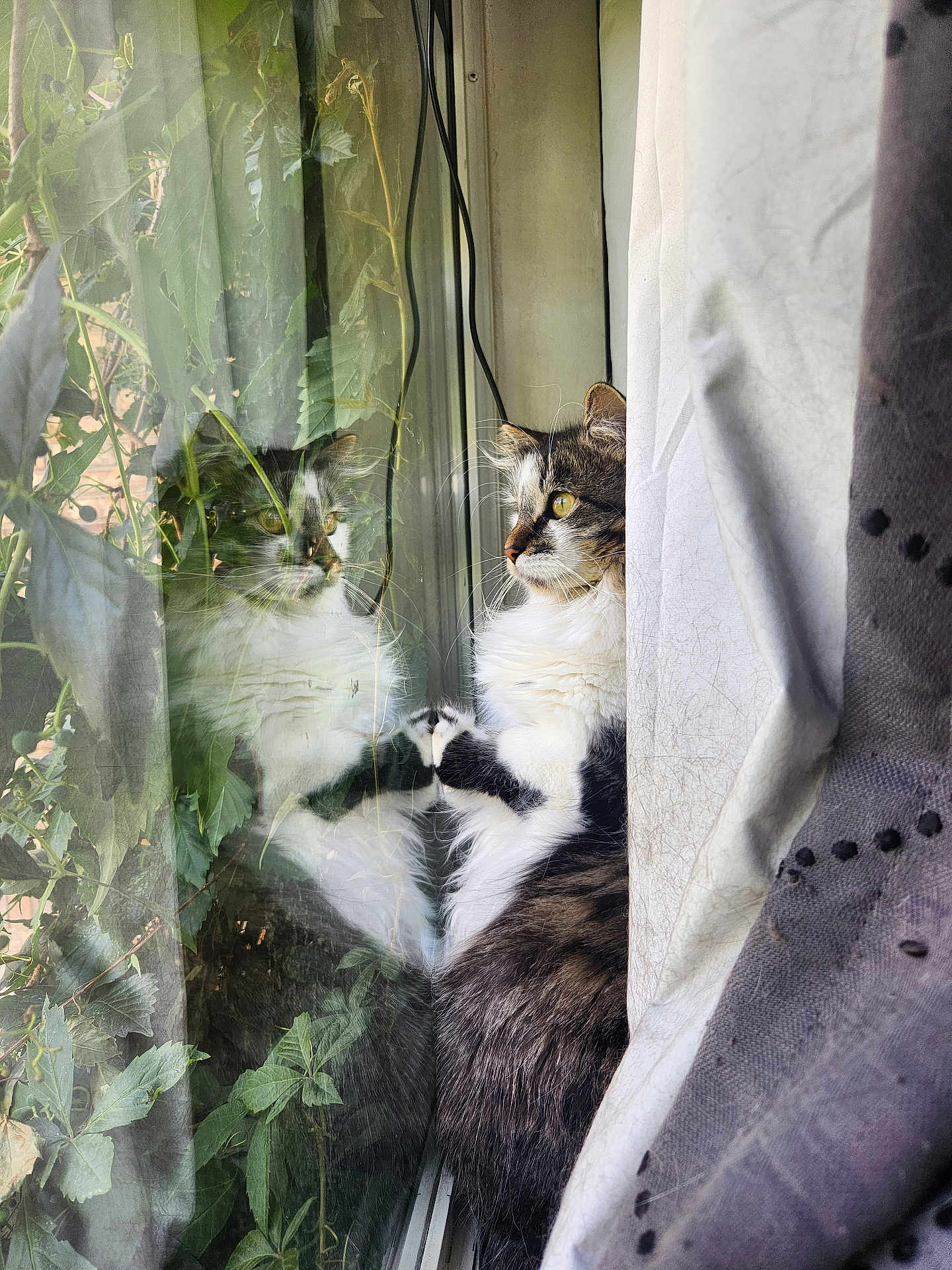 Smokey joined the competition — help win amazing prizes! cat, window, reflection, plant, leaf, fur, curtain, indoor, pet, animal, whiskers, nature, greenery, looking, side_view, domestic, cozy, sunlight, fluffy, still