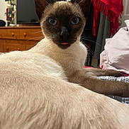 Cocoa is registered to the contest to win money with this photo: animal, bed, blanket, blue_eyes, cat, clothing, cute, domestic_animal, dresser, fur, furniture, indoor, mammal, pet, portrait, relaxed, siamese_cat, television, tongue_out, whiskers