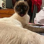 animal, bed, blanket, blue_eyes, cat, clothing, cute, domestic_animal, dresser, fur, furniture, indoor, mammal, pet, portrait, relaxed, siamese_cat, television, tongue_out, whiskers