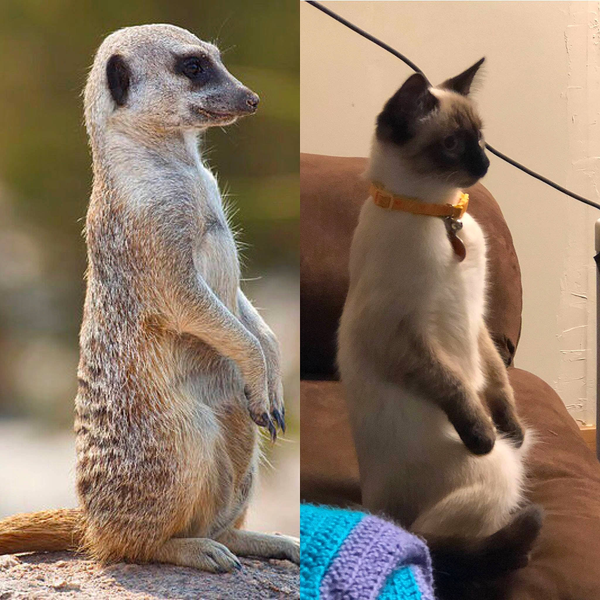 Dallas is registered to the contest to win money with this photo: carnivore, mammal, meerkat, mongoose, snout, tail, terrestrial_animal, vertebrate, whiskers, wildlife