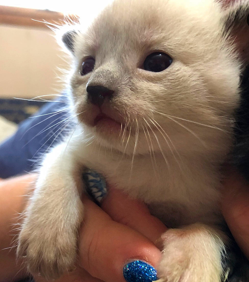 Dallas is registered to the contest to win money with this photo: balinese, birman, carnivore, cat, claw, colorpoint_shorthair, eye, felidae, himalayan, javanese, kitten, mammal, nose, ragdoll, small_to_medium_sized_cats, snout, thai, tonkinese, vertebrate, whiskers