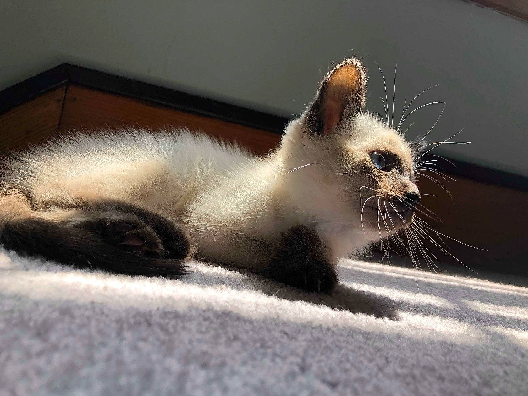 Dallas joined the competition — help win amazing prizes! balinese, birman, carnivore, cat, claw, ear, fawn, felidae, fur, himalayan, kitten, mammal, paw, ragdoll, siamese, small_to_medium_sized_cats, snout, thai, tonkinese, whiskers
