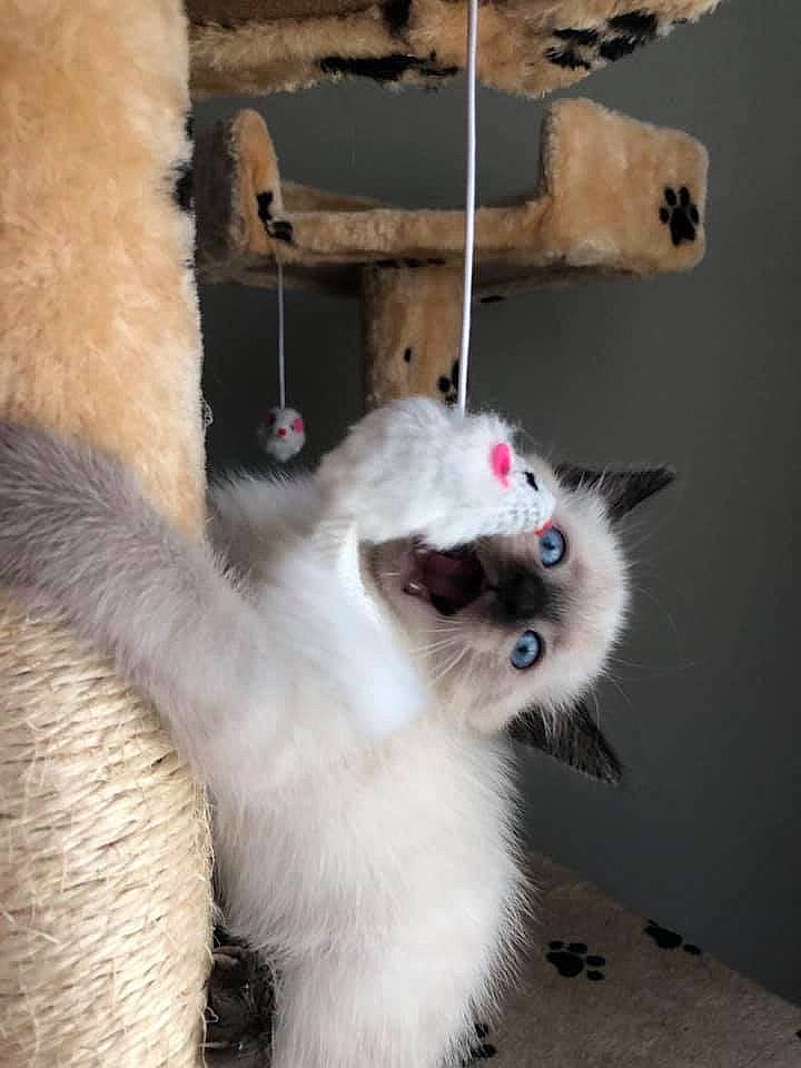 Dallas is registered to the contest to win money with this photo: balinese, birman, carnivore, cat, colorpoint_shorthair, domestic_long_haired_cat, fawn, felidae, himalayan, kitten, mammal, ojos_azules, paw, ragdoll, siamese, small_to_medium_sized_cats, tail, thai, whiskers