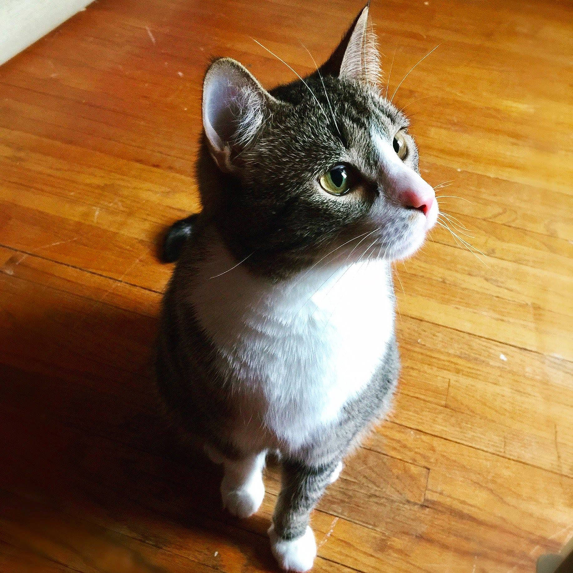 Danny joined the competition — help win amazing prizes! aegean_cat, american_wirehair, asian, carnivore, cat, domestic_short_haired_cat, european_shorthair, felidae, german_rex, mammal, small_to_medium_sized_cats, snout, tabby_cat, whiskers, wood