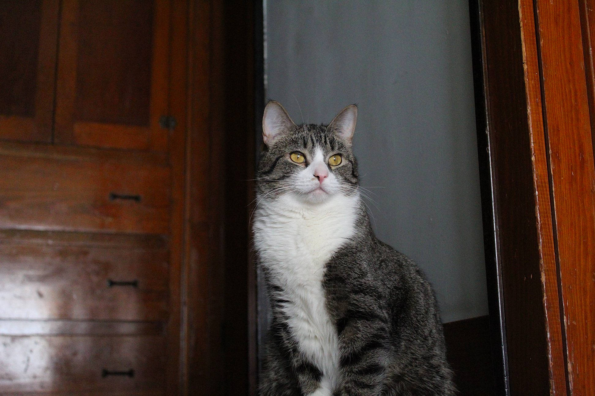 Danny joined the competition — help win amazing prizes! aegean_cat, american_curl, american_shorthair, american_wirehair, asian, british_semi_longhair, carnivore, cat, domestic_short_haired_cat, dragon_li, european_shorthair, felidae, fur, mammal, polydactyl_cat, small_to_medium_sized_cats, snout, tabby_cat, whiskers, wood