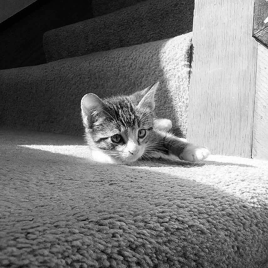 Danny joined the competition — help win amazing prizes! black, black_and_white, carnivore, cat, domestic_short_haired_cat, european_shorthair, eye, felidae, kitten, monochrome, monochrome_photography, photography, shadow, small_to_medium_sized_cats, snapshot, stock_photography, sunlight, tabby_cat, whiskers, white