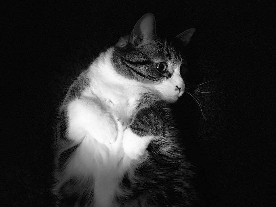 Danny joined the competition — help win amazing prizes! aegean_cat, american_wirehair, black, black_and_white, carnivore, cat, darkness, domestic_short_haired_cat, european_shorthair, eye, felidae, fur, kitten, monochrome, monochrome_photography, photography, small_to_medium_sized_cats, snout, whiskers, white