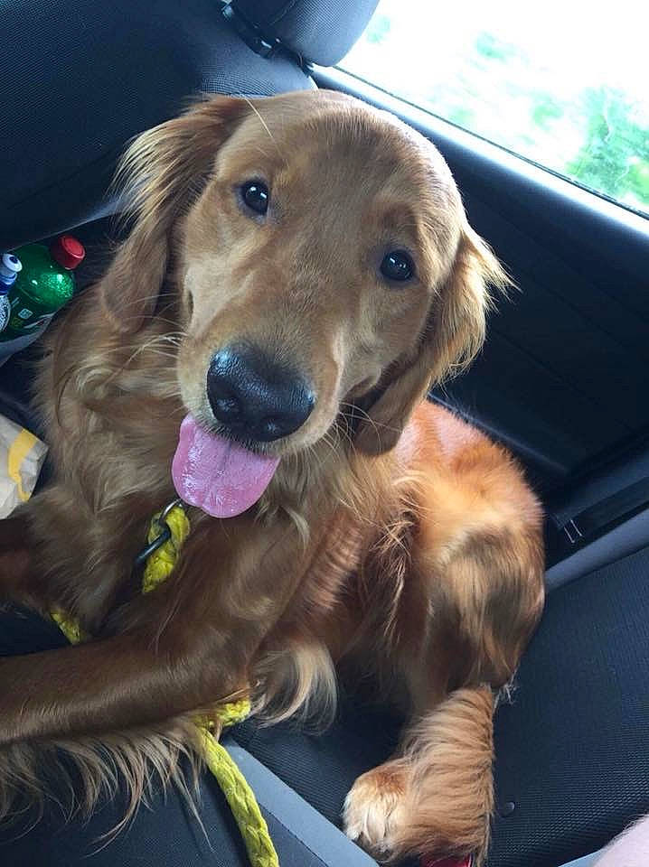 Comet is registered to the contest to win money with this photo: canidae, carnivore, companion_dog, dog, dog_breed, fawn, flat_coated_retriever, golden_retriever, hovawart, mammal, puppy, retriever, small_greek_domestic_dog, snout, sporting_group, vertebrate