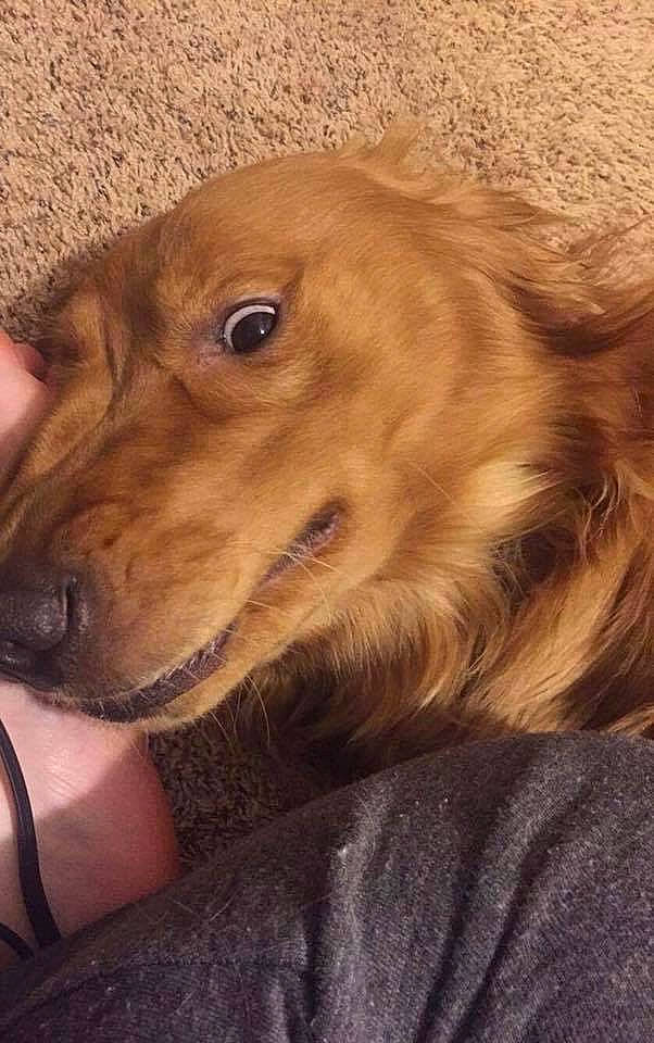 Comet is registered to the contest to win money with this photo: american_cocker_spaniel, canidae, caramel_color, carnivore, cocker_spaniel, companion_dog, dog, dog_breed, english_cocker_spaniel, fawn, irish_setter, liver, mammal, nose, puppy, setter, snout, spaniel, sporting_group, vertebrate