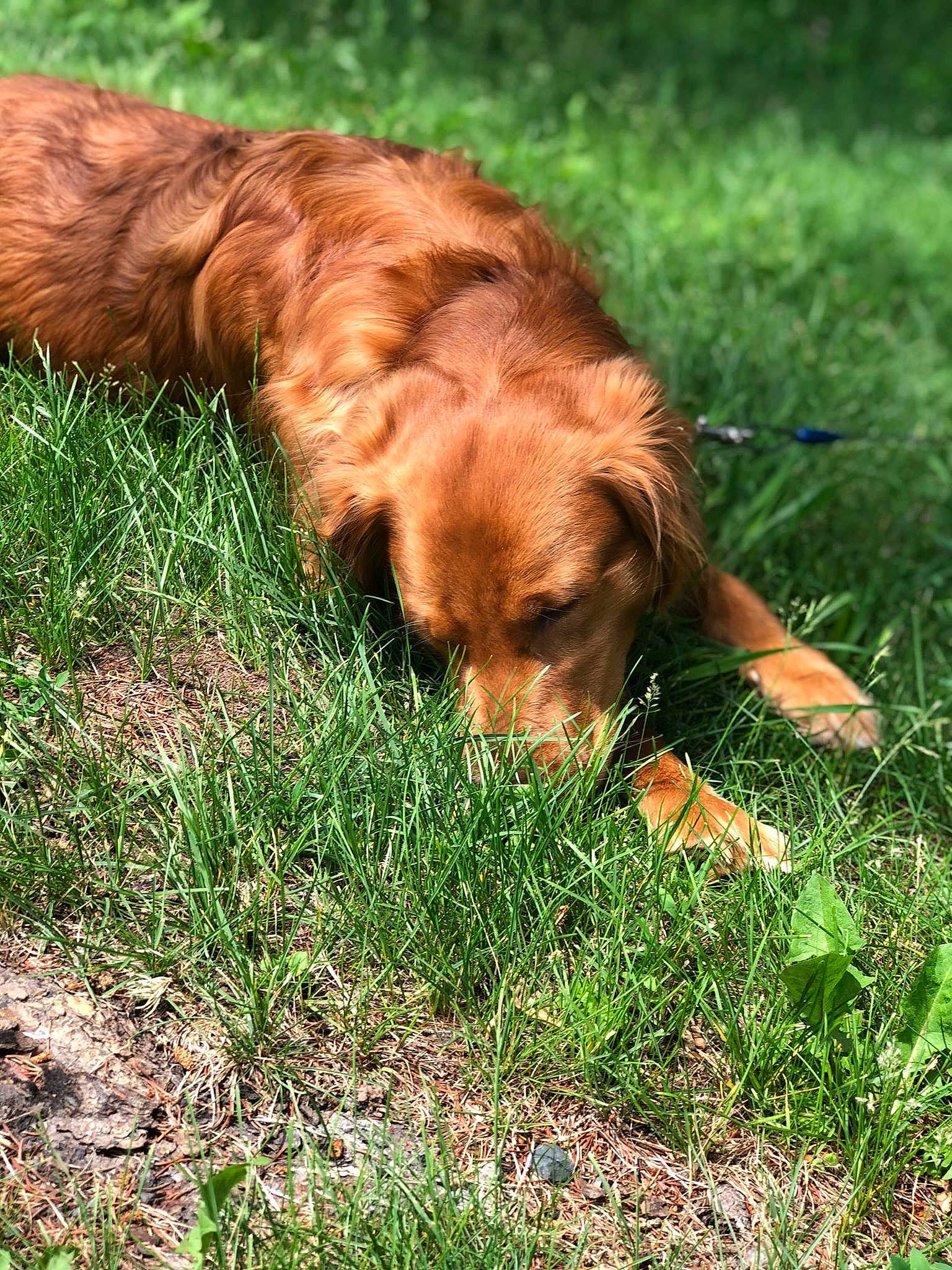Comet joined the competition — help win amazing prizes! canidae, carnivore, companion_dog, dog, dog_breed, grass, nova_scotia_duck_tolling_retriever, sporting_group, styrian_coarse_haired_hound