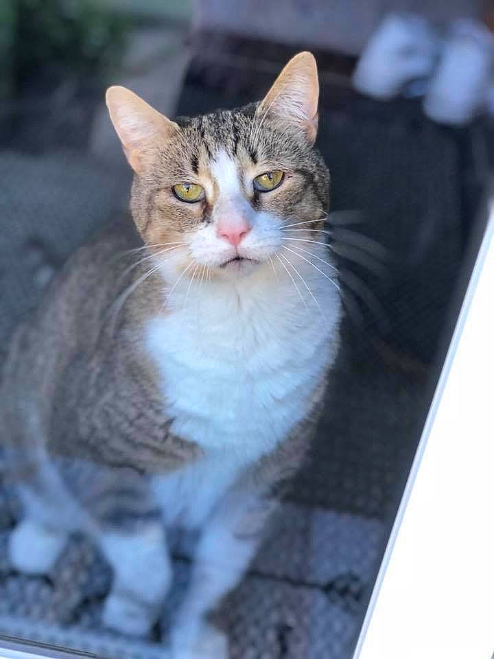 Dale joined the competition — help win amazing prizes! aegean_cat, american_wirehair, asian, carnivore, cat, domestic_short_haired_cat, european_shorthair, felidae, kitten, mammal, paw, polydactyl_cat, small_to_medium_sized_cats, snout, tabby_cat, vertebrate, whiskers