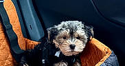 Dexter joined the competition — help win amazing prizes! black, car_interior, cozy, cute, dog, fur, house, indoor, looking, orange, pet_car_seat, puppy, quilted_fabric, rain, rain_drops, seatbelt, sitting, small_dog, travel, window