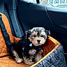 Dexter joined the competition — help win amazing prizes! puppy, dog, pet_car_seat, car_interior, window, rain, rain_drops, house, black, orange, fur, cute, small_dog, seatbelt, travel, quilted_fabric, sitting, looking, indoor, cozy