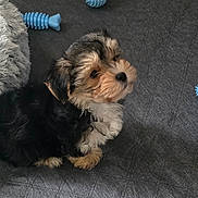 Dexter is registered to the contest to win money with this photo: puppy, dog, toy, blue, carpet, floor, indoor, pet, cute, small, fur, black, brown, white, animal, domestic, playful, looking_up, home, young