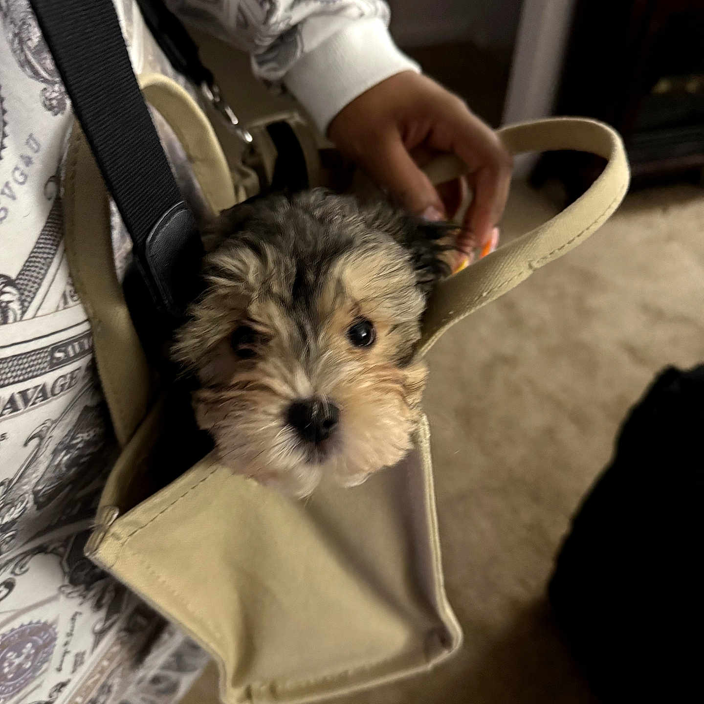 Dexter joined the competition — help win amazing prizes! puppy, dog, bag, hand, person, sweatshirt, indoor, cozy, fluffy, cute, pet, animal, curious, beige, fabric, carpet, holding, small, face, portrait