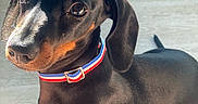 Buzz participe au concours pour gagner de l'argent avec cette photo : dog, puppy, dachshund, pet, collar, black_coat, tan_markings, floor, wooden_floor, indoor, cute, animal, small_dog, looking_up, ears, fur, young_dog, domestic_animal, adorable, portrait
