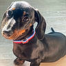 dog, puppy, dachshund, pet, collar, black_coat, tan_markings, floor, wooden_floor, indoor, cute, animal, small_dog, looking_up, ears, fur, young_dog, domestic_animal, adorable, portrait