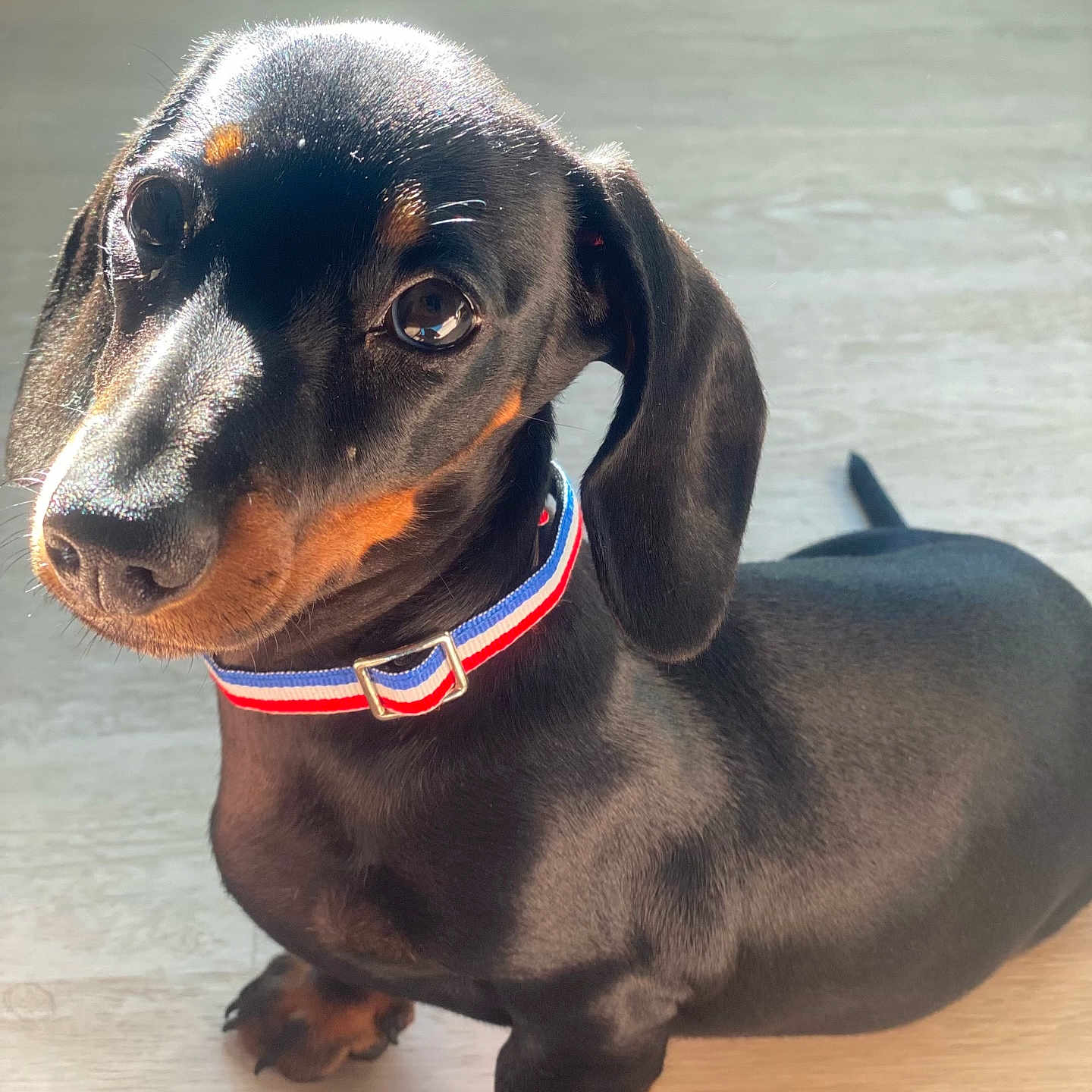 Buzz participe au concours pour gagner de l'argent avec cette photo : dog, puppy, dachshund, pet, collar, black_coat, tan_markings, floor, wooden_floor, indoor, cute, animal, small_dog, looking_up, ears, fur, young_dog, domestic_animal, adorable, portrait